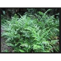 ราคา ขาย ต้นผักกูด 1ถุงดำ ราคาถูก (2340507514)