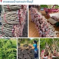 ราคา ต้นพันธุ์ชะอมกิ่งตอน 50กิ่ง รากเยอะ (10696362919)