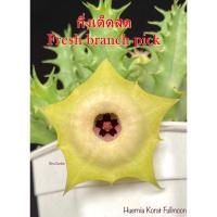 ราคา เก๋งจีน Huernia Korat Fullmoon *กิ่งเด็ดสด* แคคตัส ไม้อวบน้ำ Cactus and Succulent (25557416315)