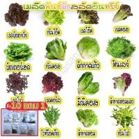ราคา ผักสลัดอินทรีย์ 20-300 เมล็ด มีคู่มือการปลูก เมล็ดพันธุ์ ฟินเลย์ กรีนคอส เรดคอส กรีนโอ๊ค เรดโอ๊ค มินิคอส ผักกาดแก้ว (29022768758)