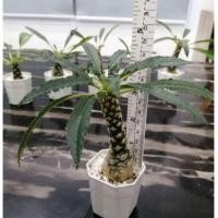 ราคา Cactus มะพร้าวทะเลทราย (Dorstenia Foetida) คัดพิเศษกำลังให้ดอก ฟร์อมโขดอวบสวย น่ารัก เลี้ยงง่าย (4345681058)