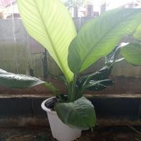 ราคา ต้นเศรษฐีวิลสันต้นกลางพร้อมกระถาง (29210045630)