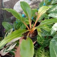 ราคา เศรษฐีก้านทอง อโกลนีมา (12014785790)