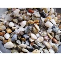 ราคา หอยเสียบดองเกลือ500กรัม (13825642116)