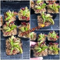 ราคา หอยแครงต้นไม้กินแมลง (7893285438)