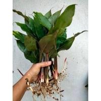 ราคา ว่านดอกทองแท้ ดอกทอง ตัวเมีย,ผู้(สั่ง3ต้นแถมดอกว่าน) ว่านดอกทองตัวเมีย ว่านราคะ ว่านมหาเสน่ห์ ว่านสาวหลง ต้นว่านดอกทอง (11986656264)