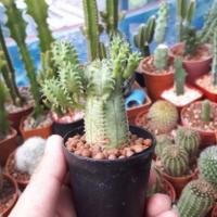 ราคา ยูโฟเบีย นักกล้าม Euphorbia (7112862539)
