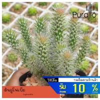 ราคา ต้นยูโฟเบีย Euphorbia #ยูโฟเบีย #บอนไซ (13829397361)