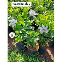 ราคา ต้นพุดซ้อนเศรษฐีบางใหญ่ พุดซ้อน พุดบางใหญ่ (24635277415)