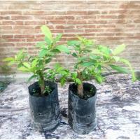 ราคา ต้นพญาล้างไต ต้นข่อยดำ สมุนไพร บำรุงไต ต้นสูง 30-50 ซม. (25585463834)