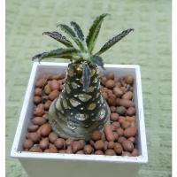 ราคา มะพร้าวทะเลทราย Dorstenia plant (3753441012)