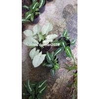 ราคา ออมเพชร ออมเงิน ออมนาค Syngonium (11765151059)