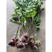 ราคา กิ่งตอนมะนาวตาฮิติไร้เมล็ด ของแท้ต้องไร้เมล็ด เปลือกบาง น้ำเยอะ ชุด2 กิ่ง (28354947782)