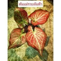 ราคา บอนสีรวยล้นฟ้า รวยล้นฟ้า จัดเซ็ต2กระถาง(ใบแดงกระดูกขาว) (19659755518)