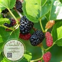ราคา ต้นหม่อน ต้นมัลเบอร์รี่ Mulberry Organic100% รากแน่นส่งทั้งกระถาง (20185097714)
