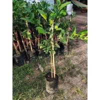 ราคา ต้นส้มเลือดหรือต้นส้มสีเลือด (23857729391)