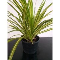 ราคา ❇ต้นเตยทอง หรือ เตยด่าง กระถาง 6 นิ้ว (6850986825)