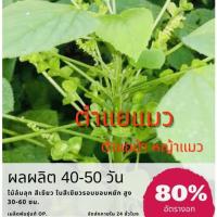 ราคา เมล็ดตำแยแมว ตำแยป่า หญ้าแมว 100 เมล็ด (เก็บสด) (8554894082)