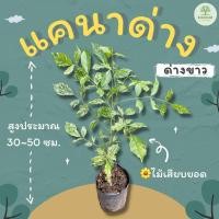ราคา ต้นพันธุ์แคนาด่าง 30~50 ซม. แคนาด่างขาว แคนา (19678100509)