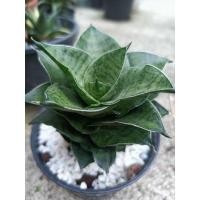 ราคา Sansevieria Mahanakorn ลิ้นมังกร มหานคร (29914444662)