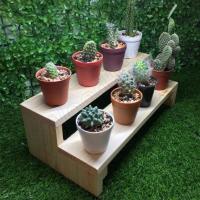 ราคา ใช้ววางกระบองเพชร ชั้นไม้วางแคคตัส วางภาชนะขวดน้ำ ชั้นไม้ 2 ชั้น สิ่งของต่างๆ ขนาดกxยxส 16X32X10Cm. AS08-2*32 (14779109835)