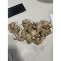 ราคา ขิง ขิงแก่ ใหม่ๆจากสวนพร้อมส่ง (14654127148)