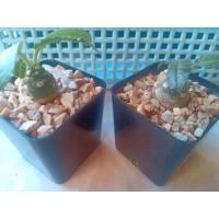ราคา มะพร้าวทะเลทราย ( DORSTENIA FOETIDA ) ใบยาว-ใบกลม (4431780816)