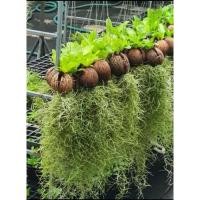 ราคา เฟิร์นข้าหลวงลูกตีนเป็ด/ไซส์ใหญ่ค่ะเครา​ฤาษี​แน่น​ๆ​พันธุ์​เส้นใหญ่​สวยๆ 10 ต้นจร้า(เน้นคุณภาพ​สินค้าดีแน่นอน)​ (29421255409)