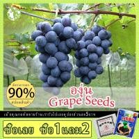 ราคา ต้นองุ่นพันธุ์แบล็คโอป 100 เมล็ด Grape Seeds Fruit Seed ต้นองุ่น​ กิ่งองุ่นป่าเสียบยอด เมล็ดพันธุ์ดอกไม้ เมล็ดพันธุ์พืช (15104469205)