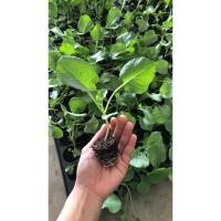 ราคา ต้นกล้าพร้อมปลูก พริกหนุ่มขาว พริกมณีขาว กะหล่ำปลี บรอคโคลี กล้าละ 10 บาท ขั้นต่ำ 10 ต้น แถม 1 ต้น (4957007504)