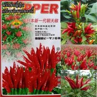 ราคา 100+ เมล็ด เมล็ดพริกช่อญี่ปุ่น (ผลดกเป็นช่อชี้ฟ้าสีแดงเข้ม รสเผ็ดจัด ผลยาว4-6 ซม.ออกผลดกช่อละ 8-12 ผลต่อช่อ ผิวเงามัน) (23055247578)