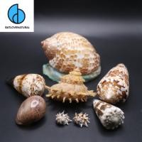 ราคา (อัปเดตบนเปลือกหอย 4) จํานวนจํากัด เปลือกหอย - เปลือกหอย สําหรับตกแต่งบ้าน - เปลือกหอยสวยงาม (24976132987)