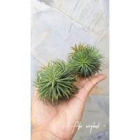 ราคา [ขายหน่อ] Tillandsia 'Pleiades' ทิลแลนเซีย สับปะรดสี สับปะรดอากาศ ทิลแลนด์เซีย (6053071141)