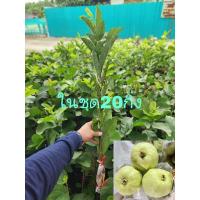 ราคา ฝรั่งกิมจู เกรดAพันธุ์แท้100% ในชุดมี20กิ่ง เต็มทุกกิ่ง (25803972543)