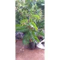 ราคา ต้น ธรณีสาร หรือต้นใต้ใบ (11837413719)