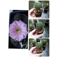 ราคา อิชินอป แองเจิ้ล ดอกสีชมพู มีกลิ่นหอมอ่อนๆ ขนาดหัว 3.5-4cm. จัดส่งทั้งกระถาง (1450677982)