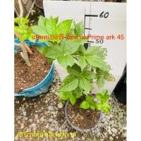 ราคา ต้นแบล็คเบอร์รี่ Prime-ark 45 ,แบล็คเจ็ม (24036161269)