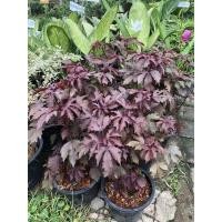 ราคา ชบาเมเปิล ต้นชบาเมเปิล ดอกชบาใบเมเปิล ต้นสวยทรงดี ใบงาม (25736446556)