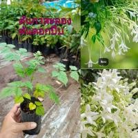 ราคา ต้นกาสะลอง ,ต้นดอกปีบ ไม้มงคล ดอกมีกลิ่นหอม มีสรรพคุณทางยา ต้นกล้าเเข็งเเรงพร้อมปลูก สินค้าเสียหายยินดีเคลมฟรี (24430709644)