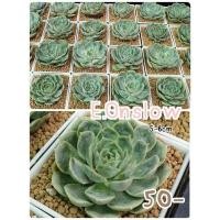ราคา Echeveria onslow ไม้อวบน้ำ กุหลาบหิน (12913582564)