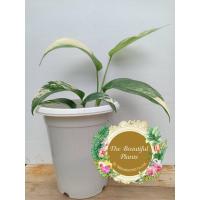 ราคา อิพิด่างขาว พลูฉีกใบด่าง อิพิด่างเหลือง+พร้อมกระถางขาวตามรูป# epipremnum pinnatum variegated (19917681064)