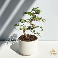 ราคา มะสังดัด ไม้บอนไซตกแต่งสวยงาม✨ กระถางพลาสติกขาว 4 นิ้ว (15431887685)