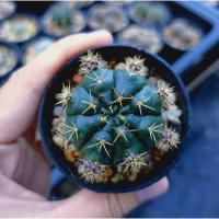 ราคา ยิมโนแดมซิไอ ยิมโนแม่ลูกดก แคคตัส ยิมโน (3368253900)