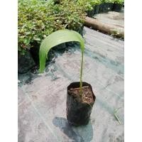 ราคา ต้นพันธุ์ สละสุมาลี สละพันธ์สุมาลี ต้นเพาะเมล็ด ถุงดำพร้อมปลูก 59 บาท รสชาติหวาน กลิ่นหอมสดชื่น เนื้อแน่น (25922766720)