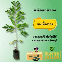 ราคา พันธุ์ทุเรียนแม่เนื้อทอง (พวงมณีเม็ดลีบ) (4717338320)