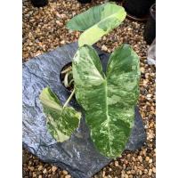 ราคา ฟิโลเดนดรอนเบอร์มาร์คด่าง (Philodendron Burle Marx Variegated) (13319645091)