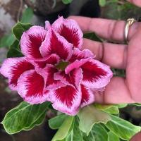 ราคา 4 เมล็ด ชวนชม สายพันธุ์ Hazel สีม่วง กุหลาบทะเลทราย Desert Rose Adenium Seeds (23971446629)