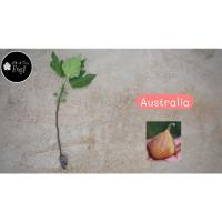 ราคา กิ่งตอนมะเดื่อฝรั่ง (Australia) จำนวน 1 กิ่ง (13612238458)