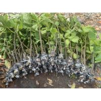 ราคา กิ่งตอน มะเดื่อฝรั่ง Unknown fig (25740780309)