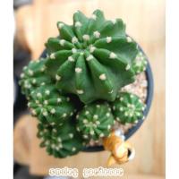 ราคา อิชินอปซิส ซับเดนูปต้า "นูปต้า" ฟอร์มกอใหญ่ๆ สวยงาม ไซด์แม่พันธ์พร้อมให้ดอก คับแน่นในกระถาง 4 นิ้ว (7447514445)
